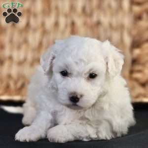 Bobby, Bichon Frise Puppy